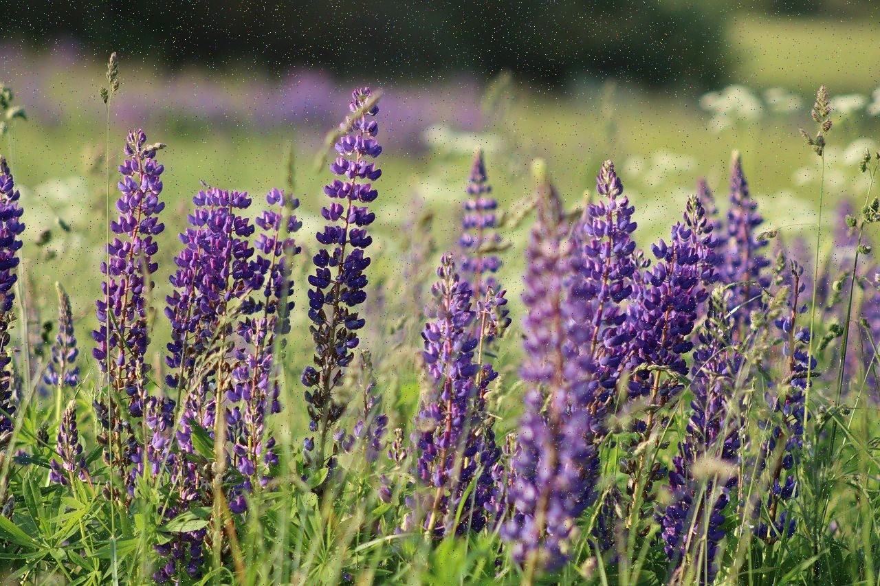 Perennial meadow border