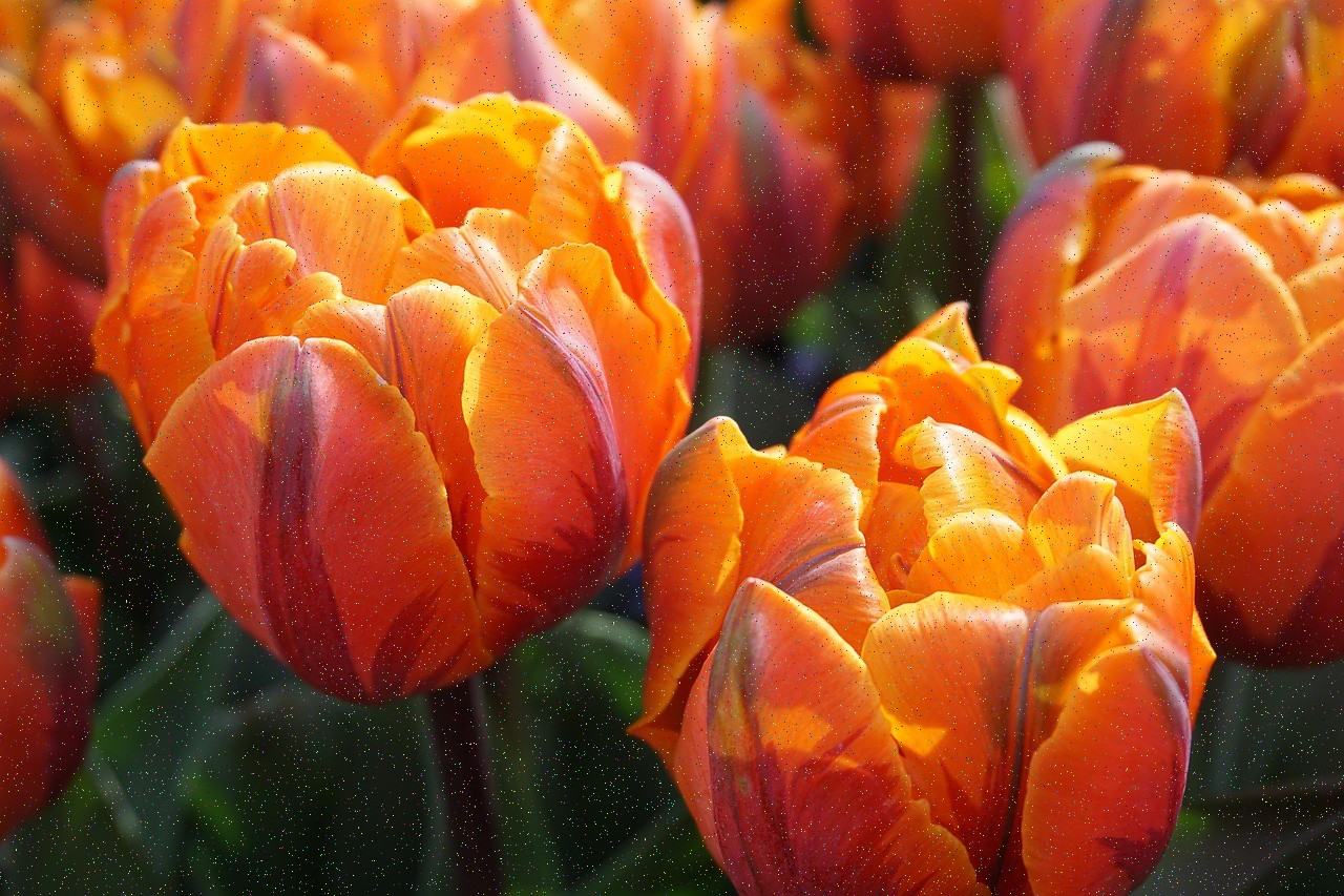 Orange tulips in a seasonal flower bed