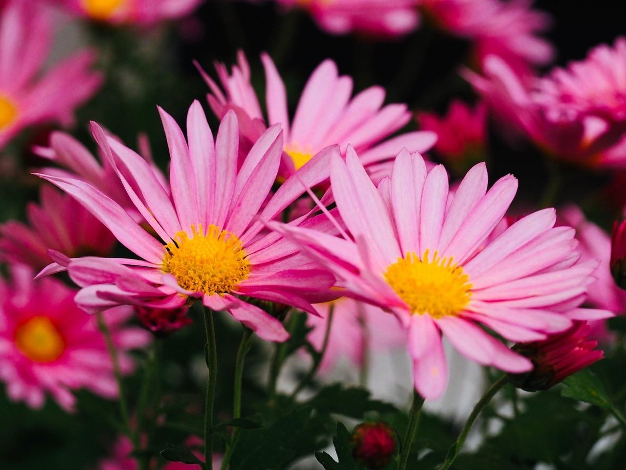 Pink flowers in a garden bed