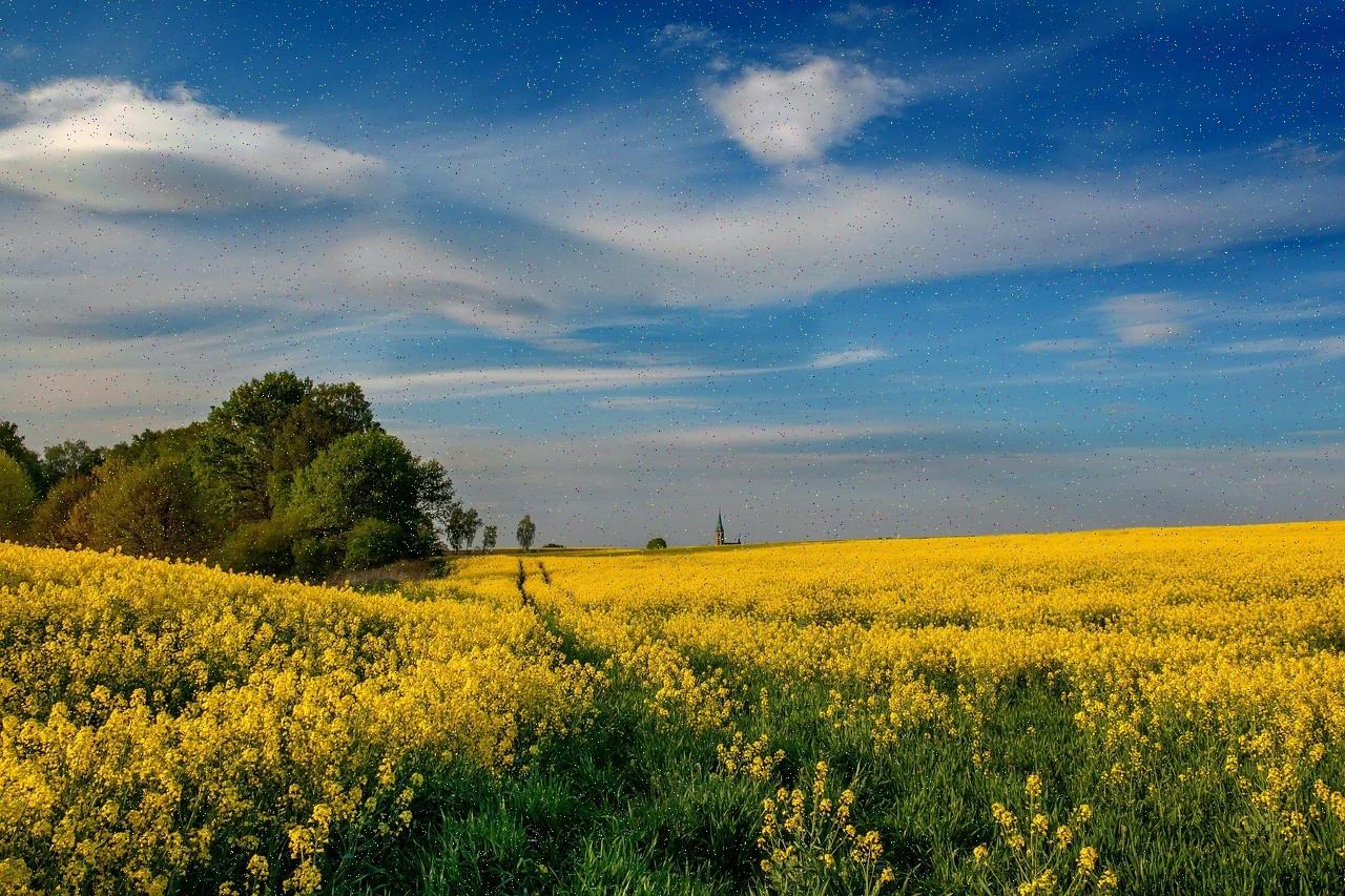 Open field under a blue sky
