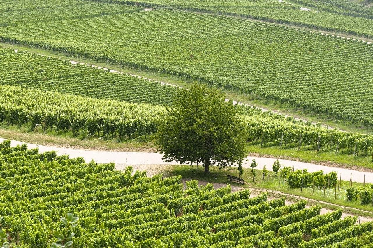 Rows of green planting with a single shade tree